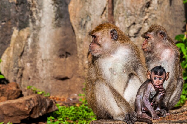 Closeup foto de una linda familia de monos cerca de formaciones rocosas en una selva