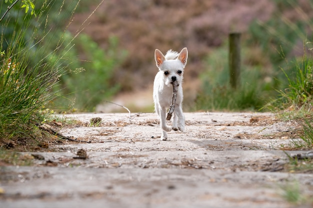 Closeup foto de un lindo chihuahua blanco corriendo en la carretera