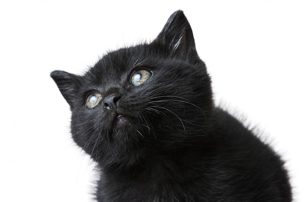 Closeup foto de un lindo gatito negro aislado en un blanco