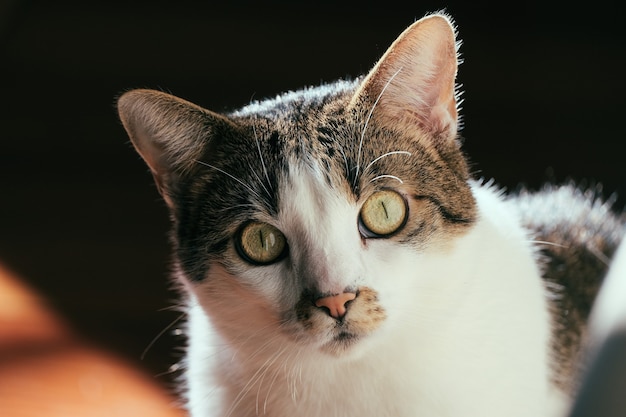 Closeup foto de un lindo gato doméstico con cara de sorpresa