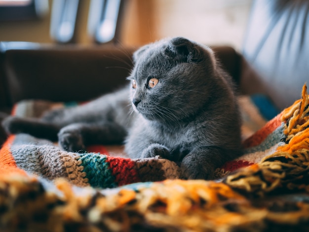 Closeup foto de un lindo gato gris sentado en una colorida manta en la habitación durante el día