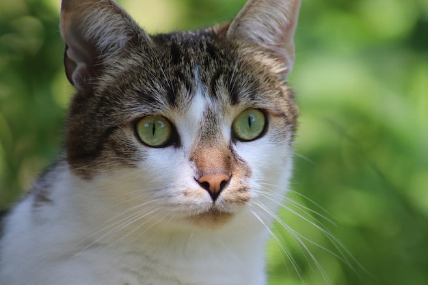 Closeup foto de un lindo gato mirando en la distancia con un fondo borroso