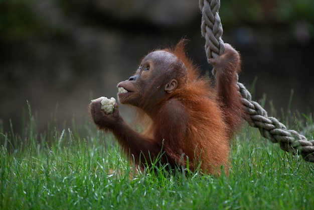 Closeup foto de un lindo orangután sosteniendo comida y jugando con una cuerda en el bosque