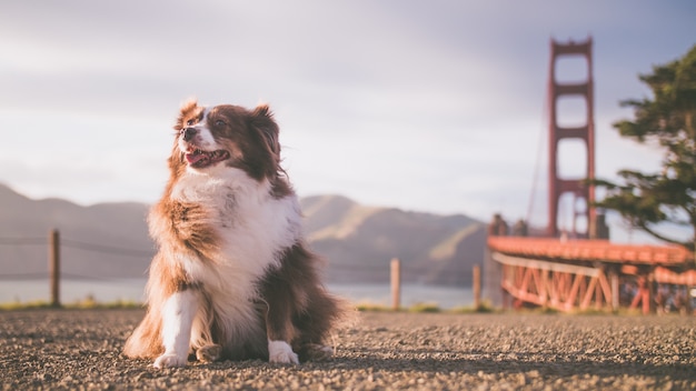 Closeup foto de un lindo perro sentado en el suelo en un día soleado cerca de un lago y un puente