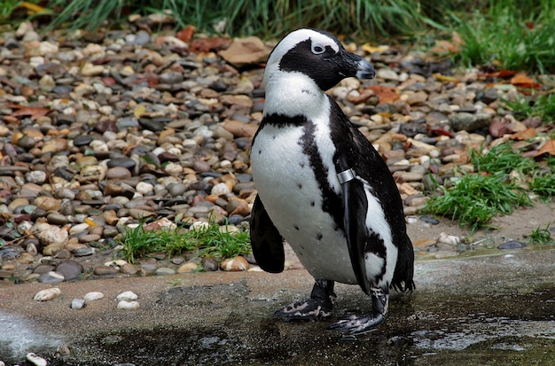 Closeup foto de un lindo pingüino en el suelo cubierto de pequeños guijarros