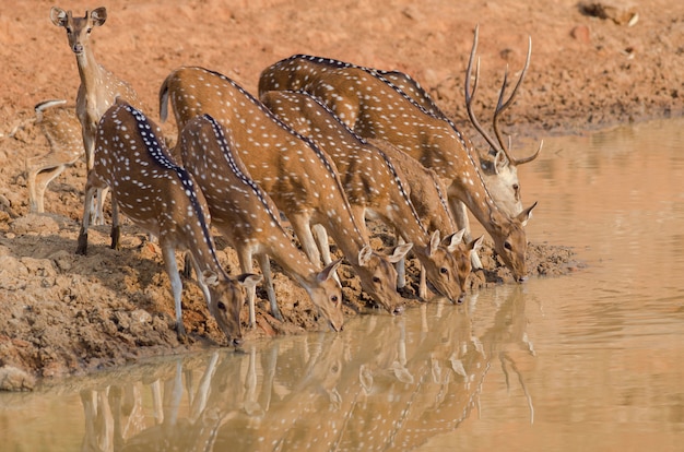 Closeup foto de una manada de ciervos hermosos bebiendo agua del lago