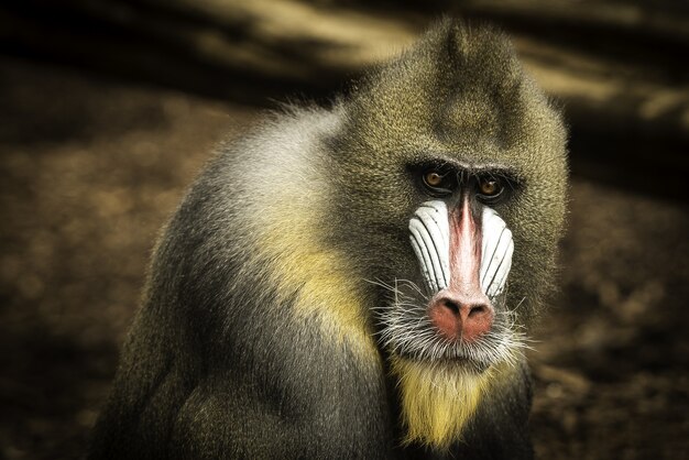 Closeup foto de un mandril solitario en un borroso