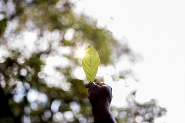 Foto gratuita closeup foto de la mano de un hombre sosteniendo una hoja verde con un fondo borroso