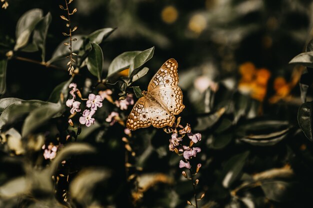 Closeup foto de una mariposa blanca, marrón posado en una planta verde con flores rosas