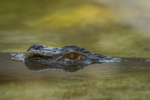 Closeup foto de un ojo de cocodrilo sobre el agua