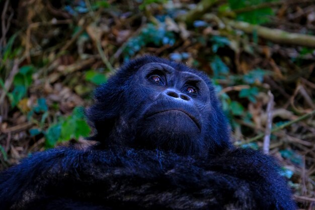 Closeup foto de un orangután mirando hacia arriba