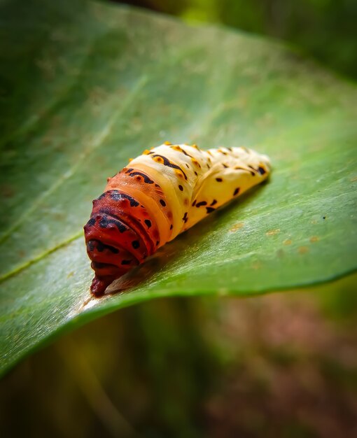 Closeup foto de oruga colorida en una hoja