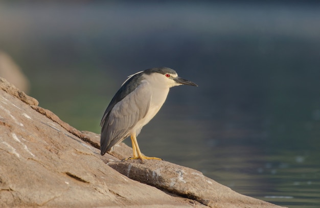 Foto gratuita closeup foto de un pájaro garza nocturna de pie sobre una roca