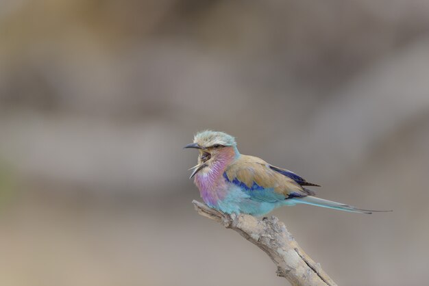 Closeup foto de un pájaro de rodillo piando en una rama