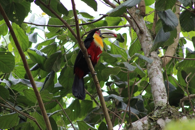 Closeup foto de un pájaro tucán lindo colorido posado en una rama de un árbol comiendo una baya roja