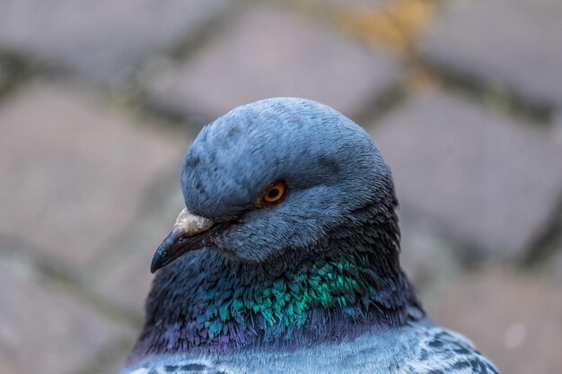 Closeup foto de una paloma