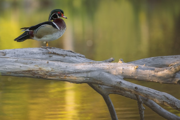 Closeup foto de un pato de madera de pie sobre un árbol roto