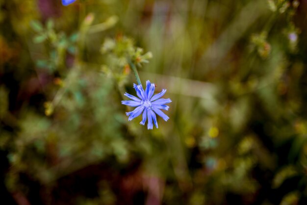 Closeup foto de una pequeña flor azul con un fondo natural borroso