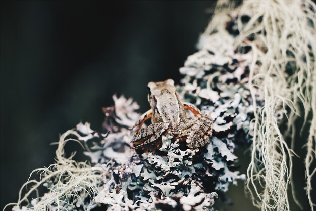 Closeup foto de una pequeña rana sentada en una rama