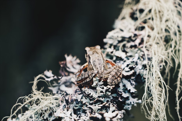 Closeup foto de una pequeña rana sentada en una rama