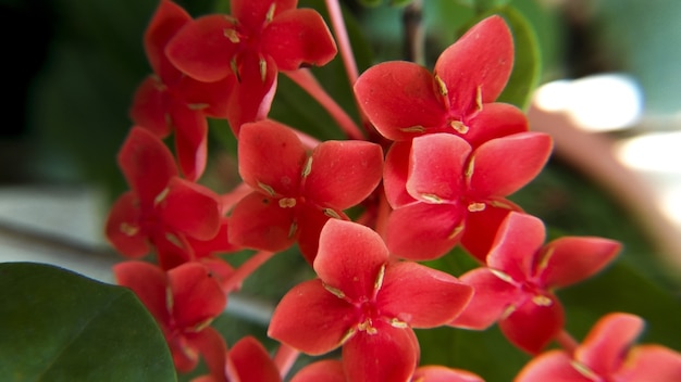 Closeup foto de pequeñas flores rojas