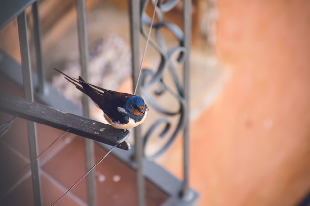 Closeup foto de un pequeño acantilado lindo golondrina descansando sobre una cuerda de secado de tela cerca de un balcón