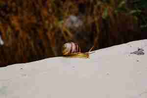 Foto gratuita closeup foto de un pequeño caracol con una concha marrón deslizándose en la punta de una piedra