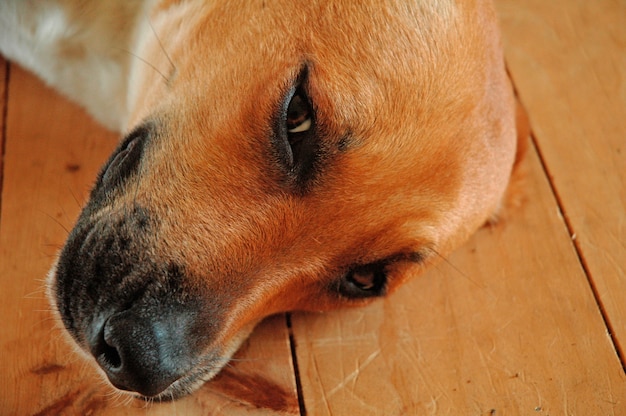 Closeup foto de un perro doméstico marrón lindo cansado tendido en el piso de madera