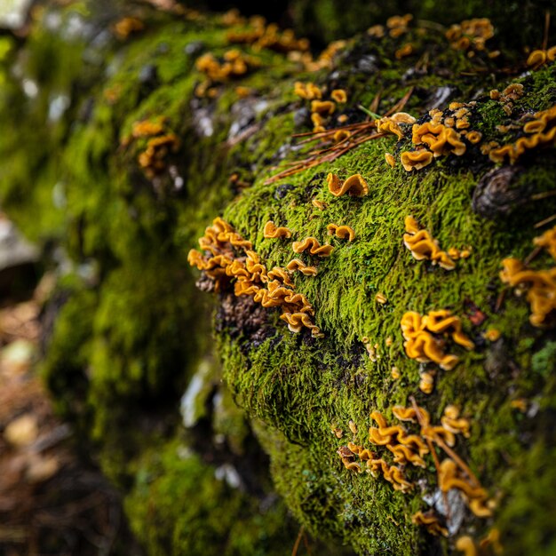 Closeup foto de piedras totalmente cubiertas de musgo y flores amarillas