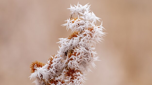 Closeup foto de una planta congelada con hielo pequeño que se forma a su alrededor