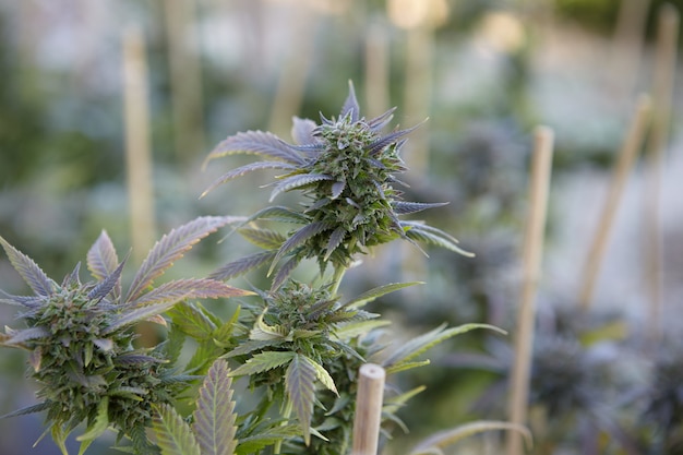 Closeup foto de una planta de marihuana