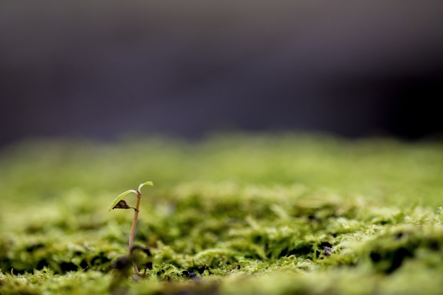 Closeup foto de una planta que crece en un terreno cubierto de musgo con un fondo borroso - concepto creciendo