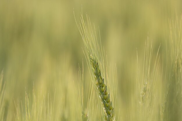 Closeup foto de plantas de triticale con fondo borroso n