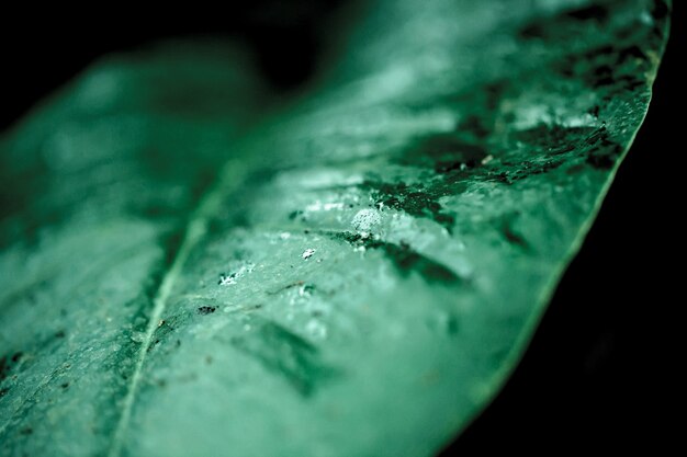 Closeup foto de plantas verdes frescas en un borroso