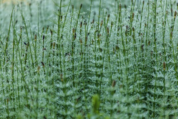 Closeup foto de plantas verdes que crecen en medio del hermoso lago Gosh, Armenia