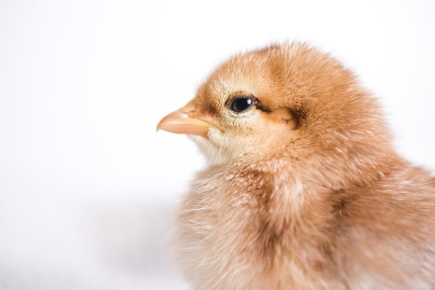 Closeup foto de pollito marrón sobre un paño con un fondo blanco.