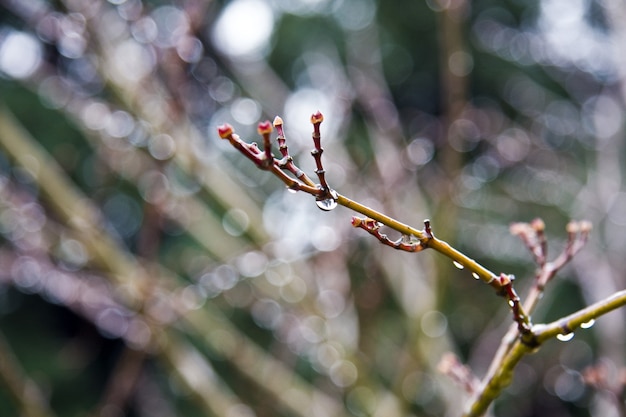 Closeup foto de una rama de árbol con gotas de lluvia y un borroso