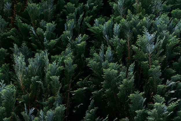 Closeup foto de ramas de árboles de ciprés