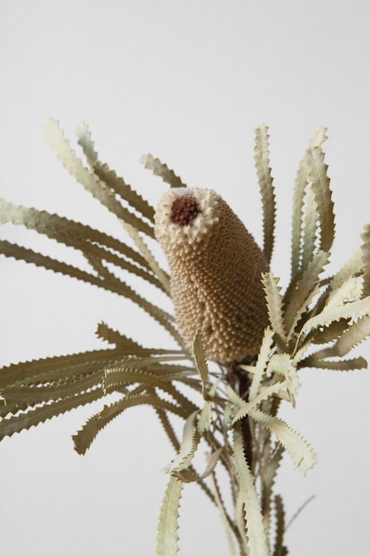 Closeup foto de una rara planta marrón sobre un blanco