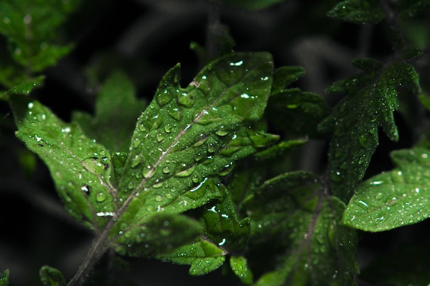 Closeup foto de rocío sobre hojas mojadas