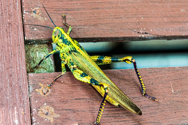 Closeup foto de un saltamontes amarillo en una valla de madera