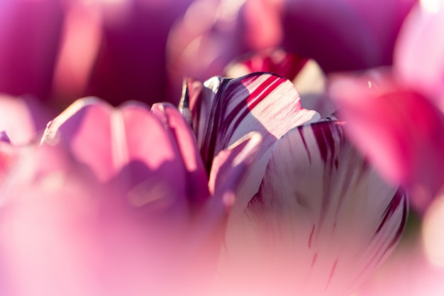 Closeup foto de un solo tulipanes blancos y morados en un campo de tulipanes morados - concepto de individualidad