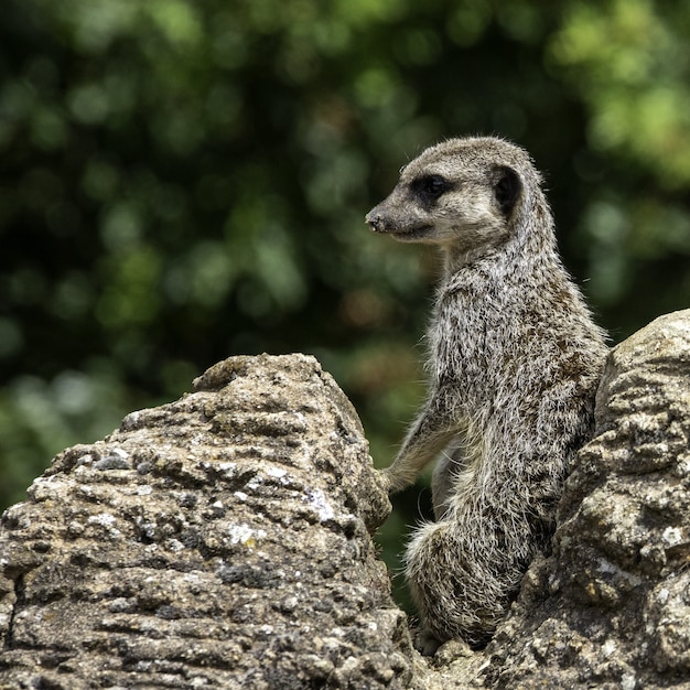 Closeup foto de suricata con un fondo bokeh