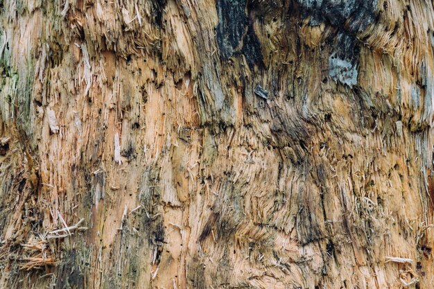 Closeup foto de textura de madera de un árbol