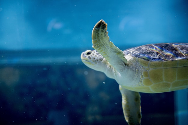 Closeup foto de una tortuga boba bajo el agua