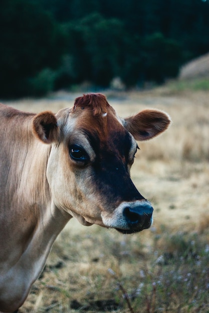 Closeup foto de vaca marrón en un campo