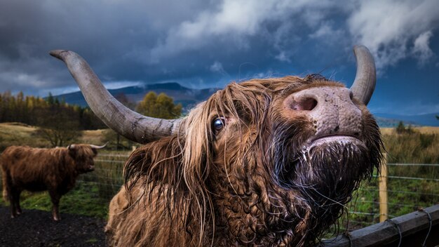 Closeup foto de un yak doméstico adulto mirando a la cámara con otro yak