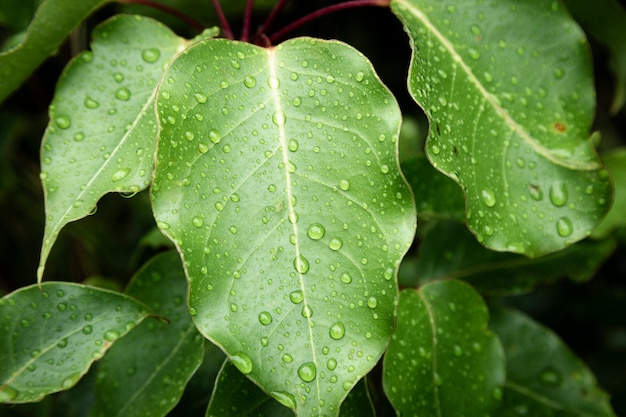 Closeup gotas de lluvia sobre hojas verdes