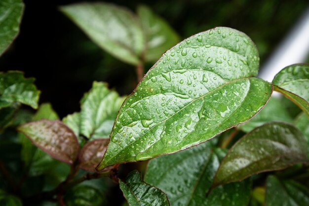 Closeup gotas de lluvia sobre hojas