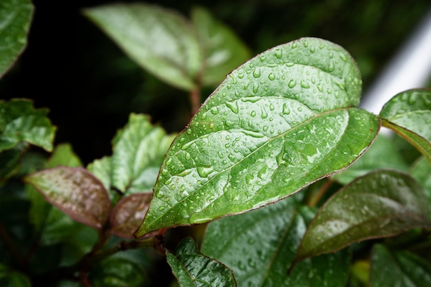 Closeup gotas de lluvia sobre hojas